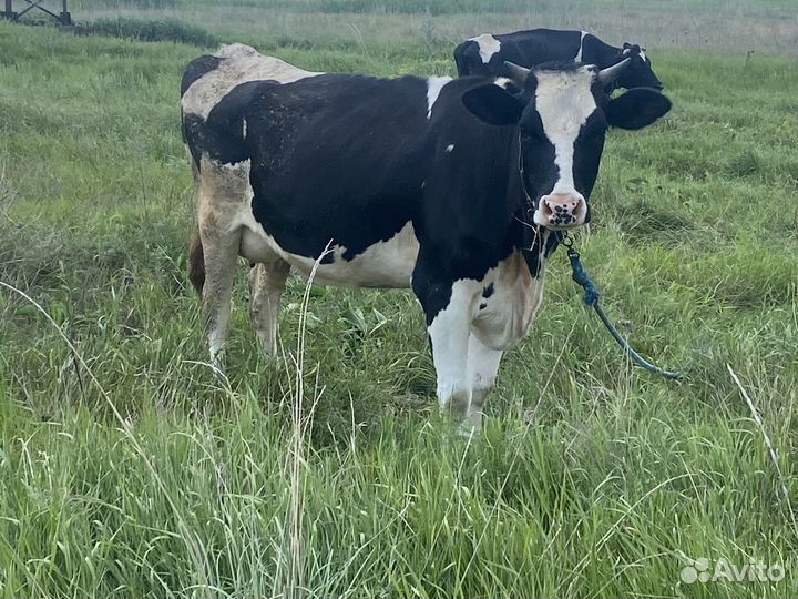 Продаем крс