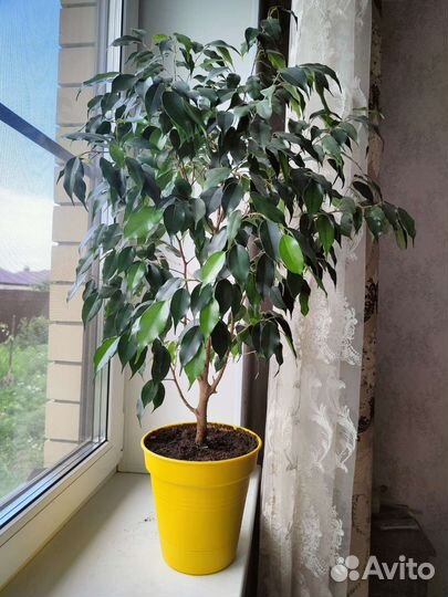 Фикус бенджамина Продажа или обмен