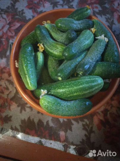 Огурцы свежие домашние