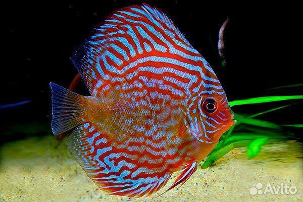 Дискус Красный Туркис (Discus Red Turquoise)
