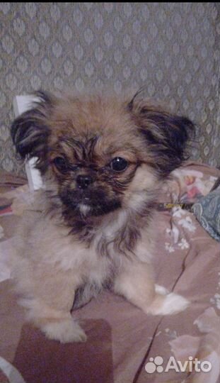 Продам щенков пикенеса