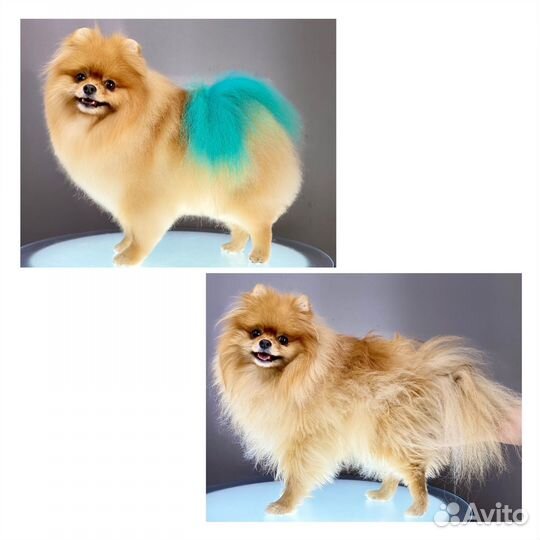 Стрижка Грумер Шпиц Йорк Мальтезе