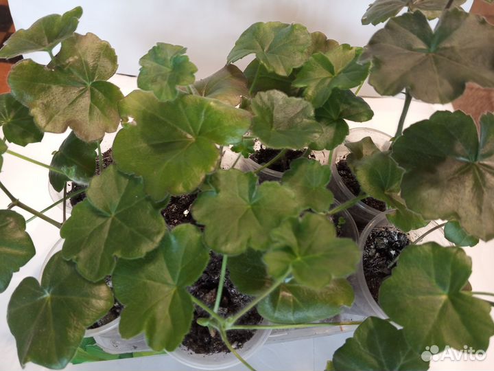 Плющелистная пеларгония