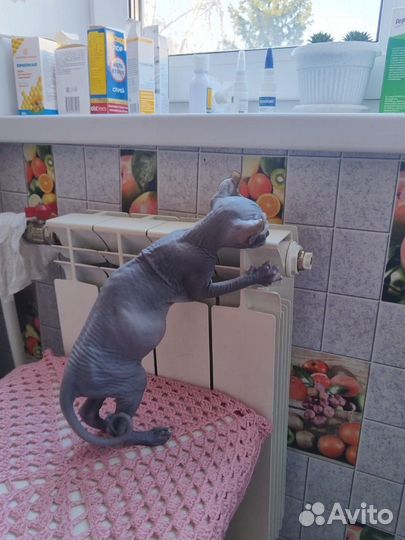 Продам сфинкса