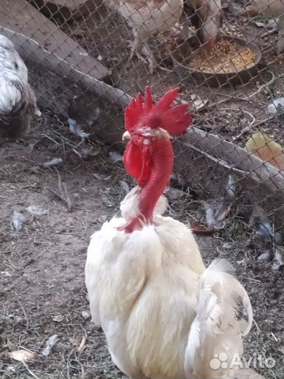 Куры и петухи