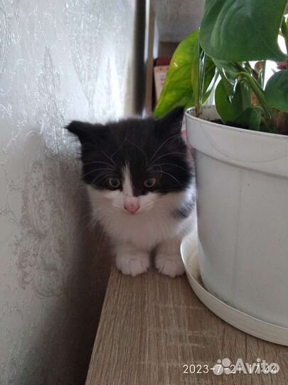 Котёнок (мальчик)