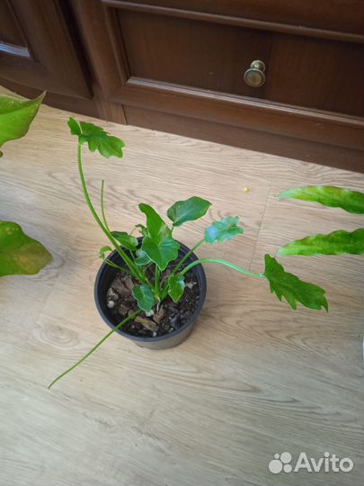 Излишки комнатных растений