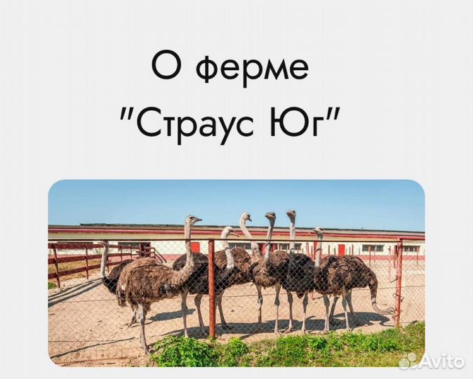 Страусы и Страусята