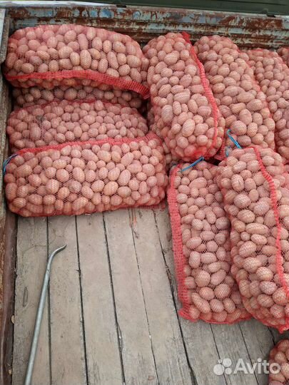 Продам картофель