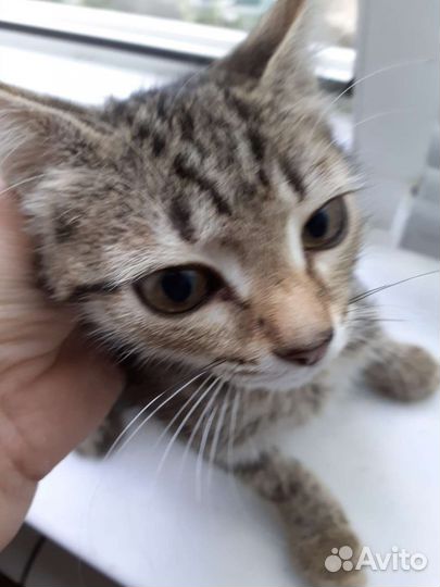 Котенок кот
