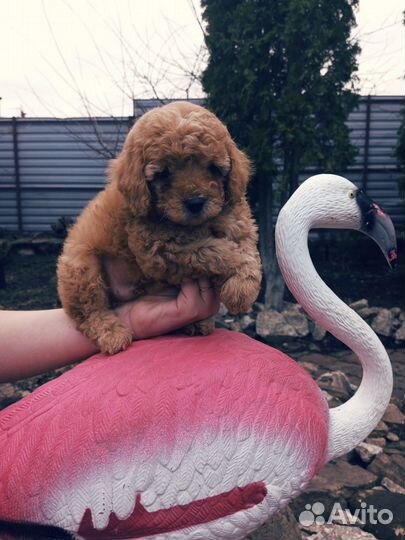 Щенки той пуделя