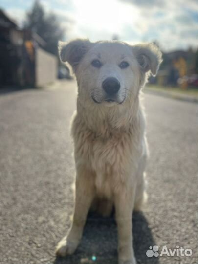 Барс в семью