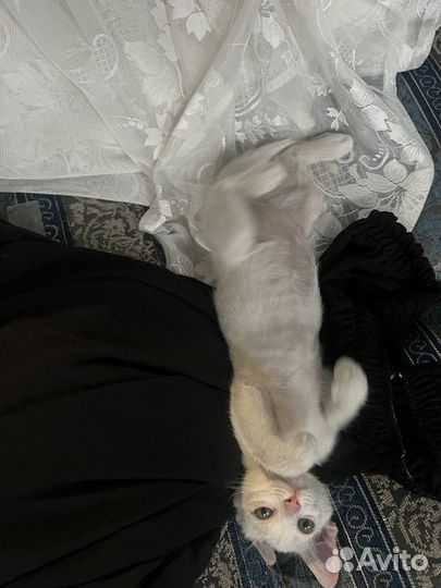 Три кота в добрые руки