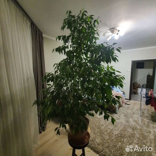 Фикус бенджамина