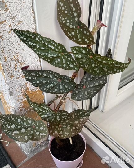 Бегония макулата 40см