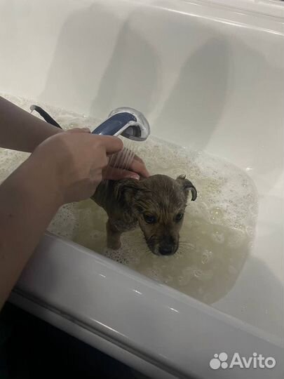 Собака в добрые руки щенок
