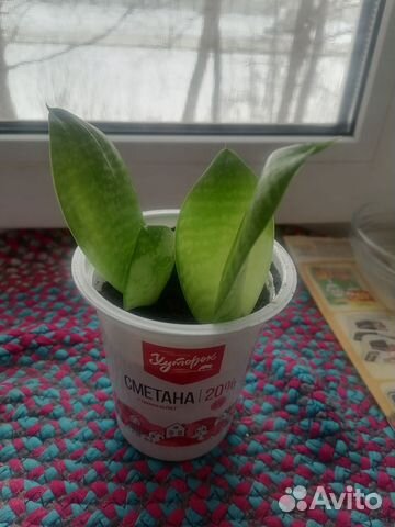 Сансевиерия 2 корешка