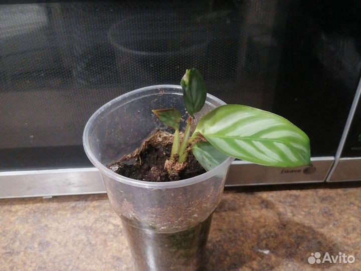 Ктенанта Оппенгейма