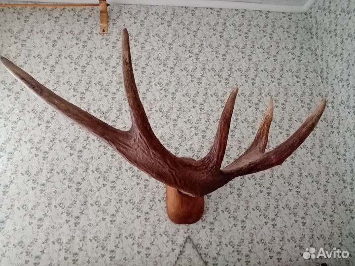 Рог крупного лося