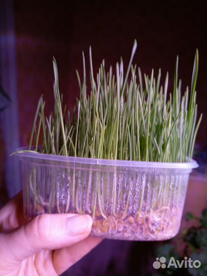 Травка для животных