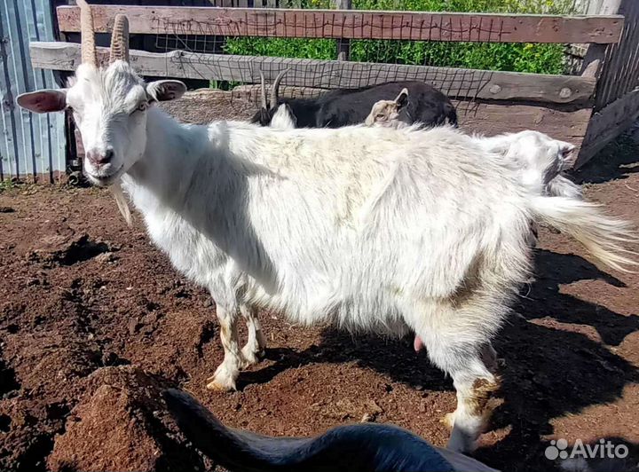 Молочные козы