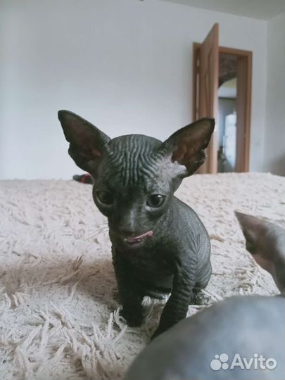 Донской сфинкс котята