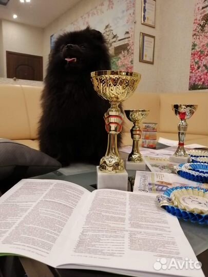 Шпиц вязка