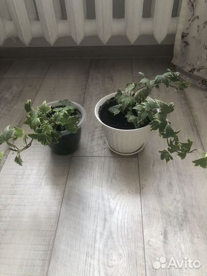 Хедера (плющ)