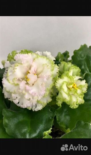 Сортовые фиалки