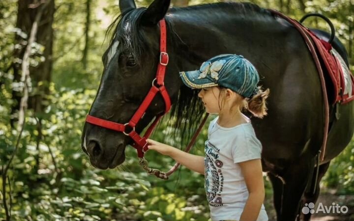 Лесные прогулки на лошадях