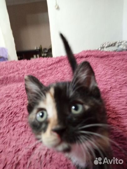 Супер котята в добрые руки