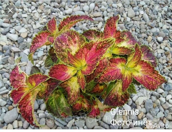 Колеусы сортовые