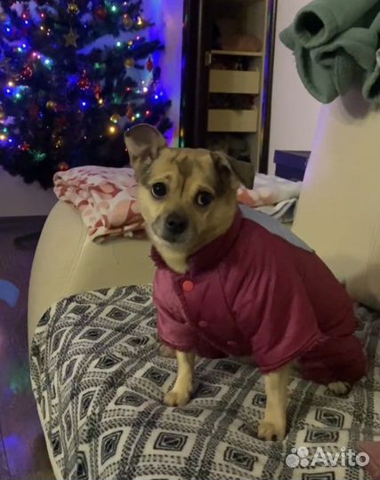 Зимний комбинезон для собаки