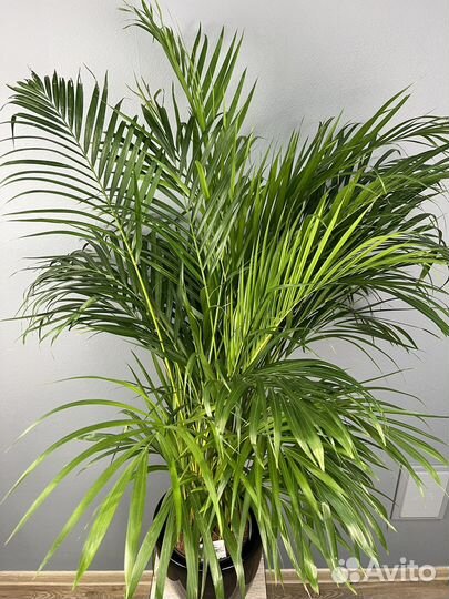 Пальма арека в кашпо H 160