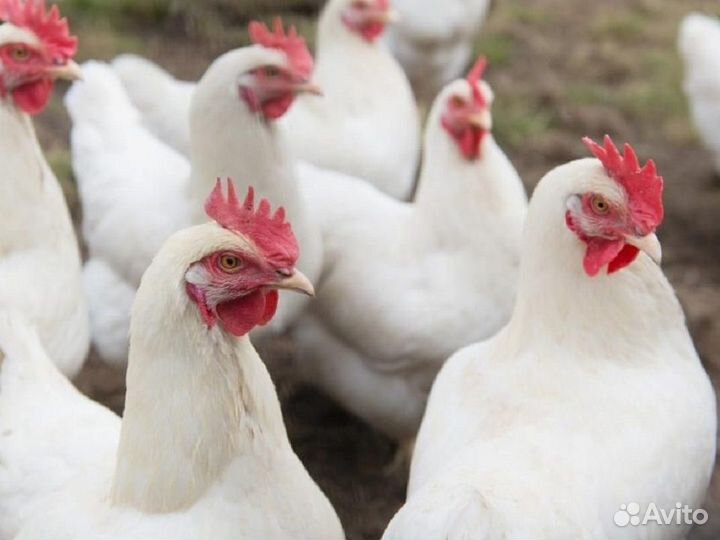 Куры несушки Кросс Коралл порода