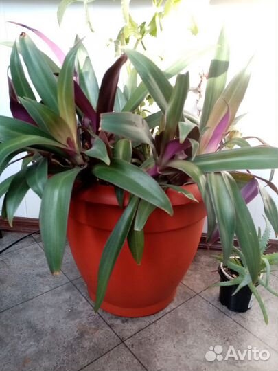 Гигант горшок с традесканцией