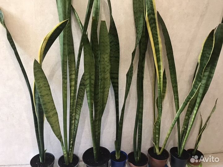 Сансевиерия отростки(Тещин язык/Щучий хвост)