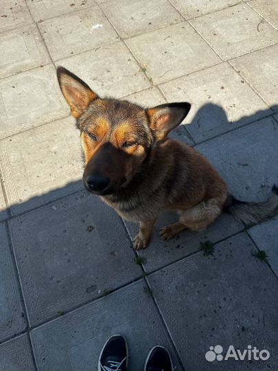 Собака в добрые руки