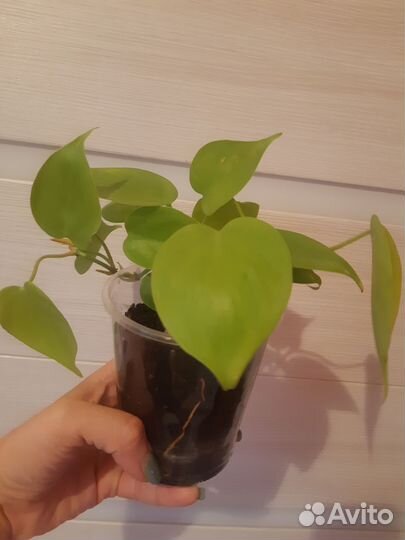 Филодендрон Сканденс лайм