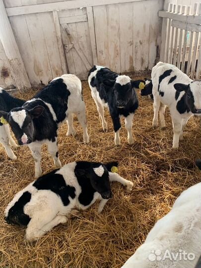 Бычки телята