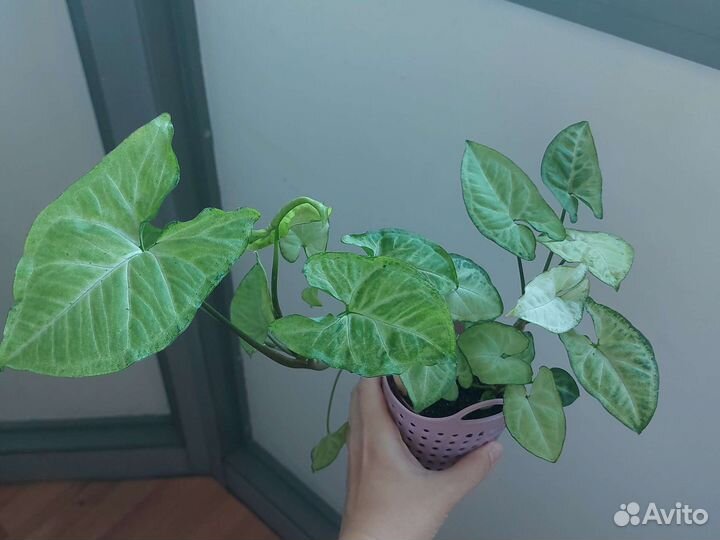 Декабрист, фикус эластика, сингониум