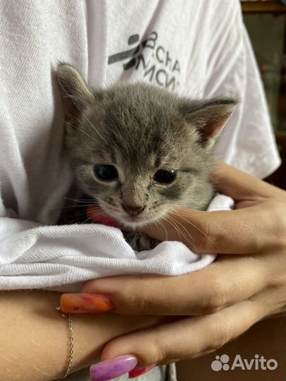 Котенок, 1,5 мес, мальчик