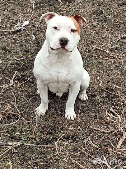 Собаки щенки