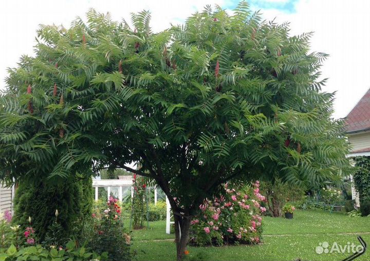 Саженцы Сумах -оленерогий