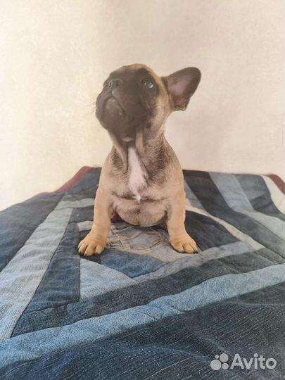 Щенки французского бульдога