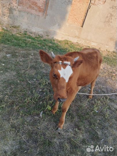 Телочка 1год