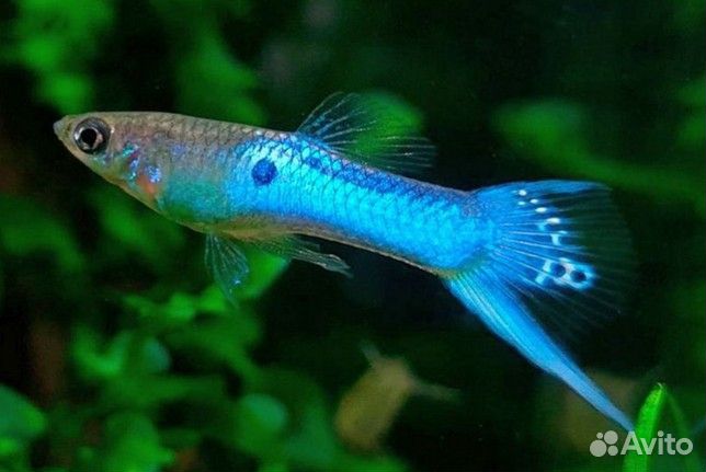Гуппи эндлера Японская голубая