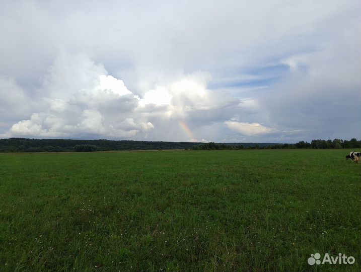 Продаю баранов и овечку