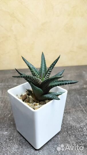 Суккуленты Хавортия