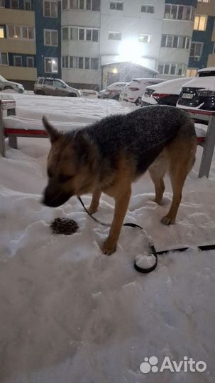 Немецкая овчарка в добрые руки